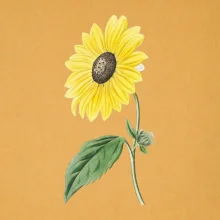 Slnečnica otočená