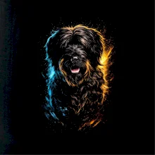 Obrázok poltón portugalský vodný pes