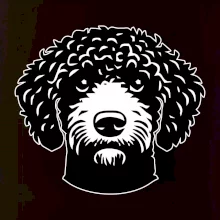 Lagotto romagnolo hlava na prsníku