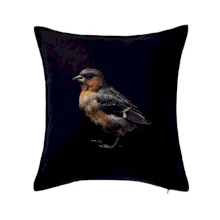 Pinka všeobecná čierna fotka