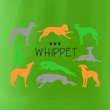 Whippet farebný