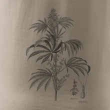 Konope kvietok čiernobiely  