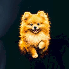 Obrázok poltón Pomoranský špic