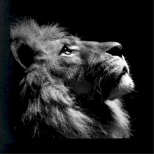 Vyzerajúci lev Vyzerajúci lev