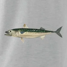 Makrela obecná Makrela obecná