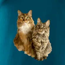 Mačky vectorizované (Moňas)