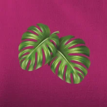 Monstera - dva listy