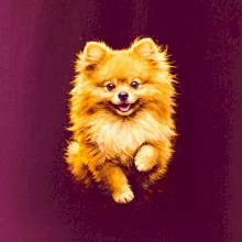 Obrázok poltón Pomoranský špic