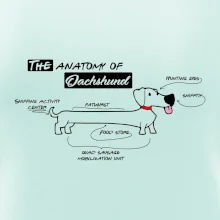 Jazvečík - Anatómia