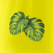 Monstera - dva listy