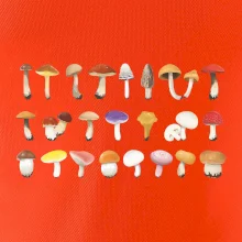 Huby farebné Huby farebné