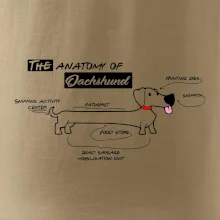 Jazvečík - Anatómia