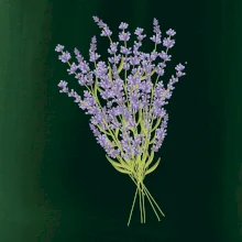 Levanduľa kreslená Levanduľa kreslená