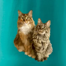 Mačky vectorizované (Moňas)