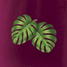 Monstera - dva listy