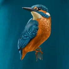 Ľadnáčik kreslený