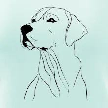 Labrador čierna kresba