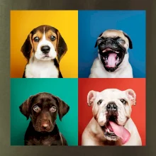 Psi šteňatá koláž