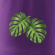 Monstera - dva listy