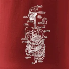 Skica ľudských orgánov