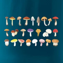 Huby farebné Huby farebné