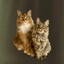 Mačky vectorizované (Moňas)