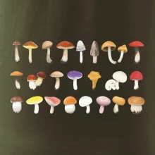 Huby farebné Huby farebné