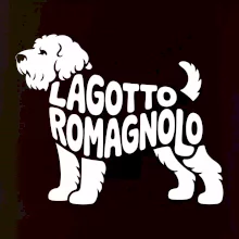 Lagotto romagnolo nápis v tele