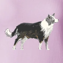 Border kólia kreslená