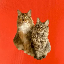 Mačky vectorizované (Moňas)