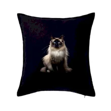 Mačka Ragdoll spredu čierna fotka