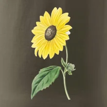 Slnečnica otočená