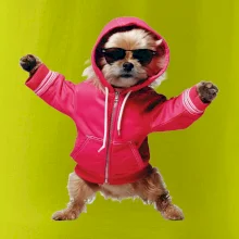 Yorkšír v mikine Yorkšír v mikine