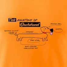 Jazvečík - Anatómia