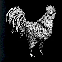 Kohút kreslený čiernobiely Kohút kreslený čiernobiely