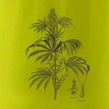 Konope kvietok čiernobiely  