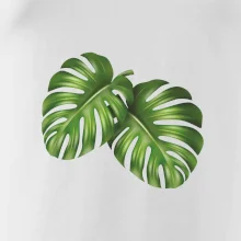 Monstera - dva listy