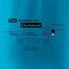 Jazvečík - Anatómia