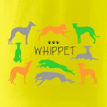 Whippet farebný