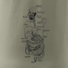 Skica ľudských orgánov