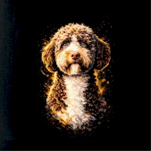 Obrázok poltón Lagotto Romagnolo