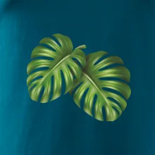 Monstera - dva listy