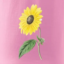 Slnečnica otočená