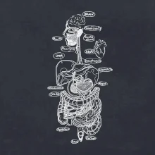 Skica ľudských orgánov