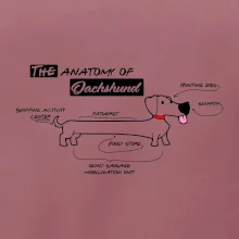 Jazvečík - Anatómia