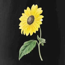 Slnečnica otočená