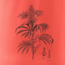 Konope kvietok čiernobiely  