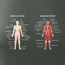 Skelet and Moscular system