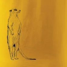 Surikata čierna kresba