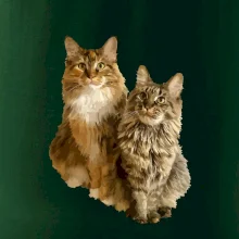 Mačky vectorizované (Moňas)